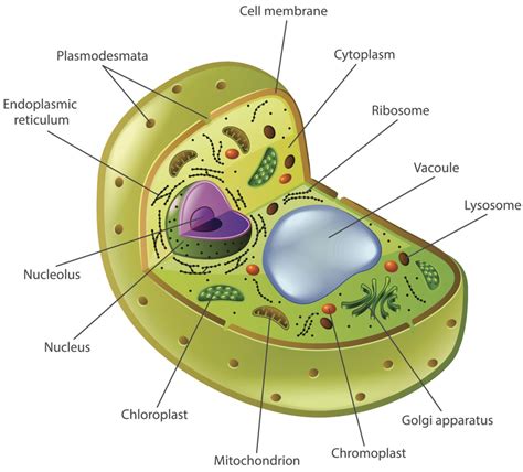 A Labeled Diagram That Explains the Function of Nucleolus