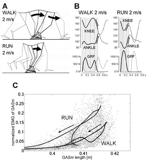 A  Leg kinematics in human walking and running at the ...