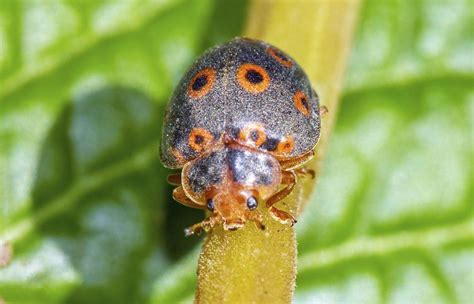 A List of Different Types of Ladybugs With Pin worthy Pictures