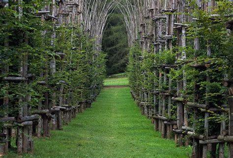 A living cathedral of trees is slowly growing in Italy ...