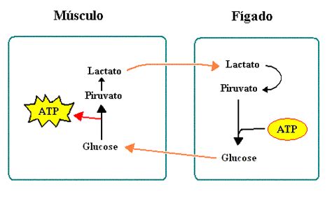 A lógica química da... Gluconeogénese
