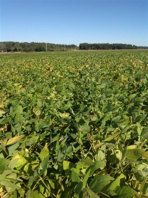 A Look at our Soybean Crop Throughout the Year | BigYield
