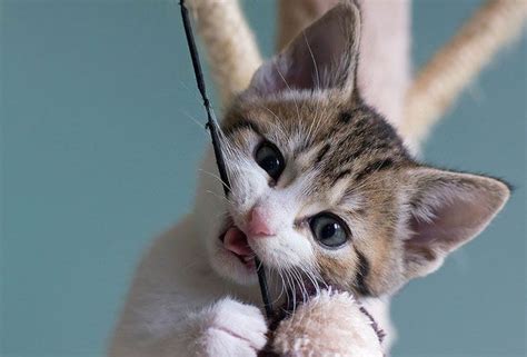 ¿A los gatos se les caen los dientes de leche?   mascotaking
