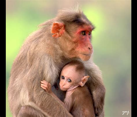 A Mother’s Love: 40 Adorable Animal Mom and Baby Photos