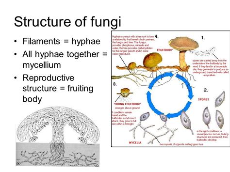 A mushroom goes into a bar   ppt video online download