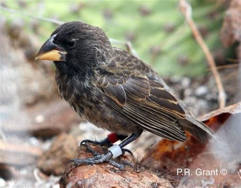 A New Bird Species Has Evolved on Galapagos And Scientists ...
