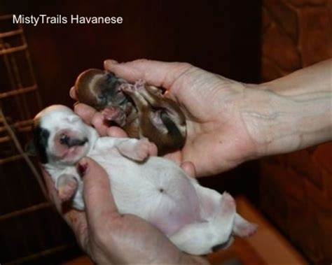 A Premature Puppy: Whelping and Raising Puppies