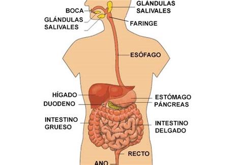 ¿A qué sistema pertenece el intestino delgado?   Intestino ...