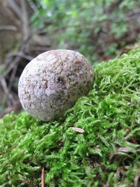 A rolling stone gathers no moss   Wikipedia
