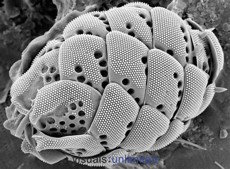 A Scaled Chrysophyte cell with overlapping siliceous ...