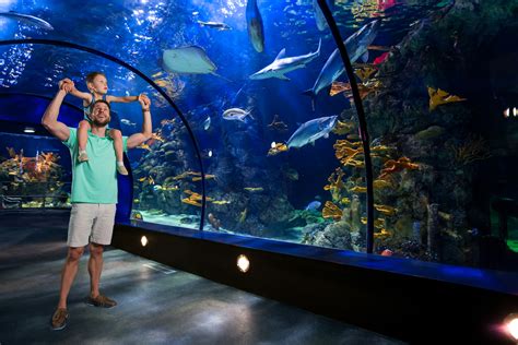 A Tour Of The Renovated Aquarium At Moody Gardens ...