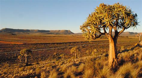 A trip to Namaqualand | Dreer South Africa