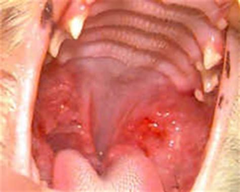 Aandoeningen van de mondholte bij de kat – DAP ARGUS