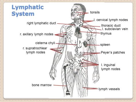 Abdominal Lymph Node Locations Thoracic Lymph Node ...