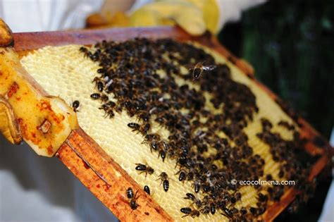 Abejas... y la apicultura | ecocolmena