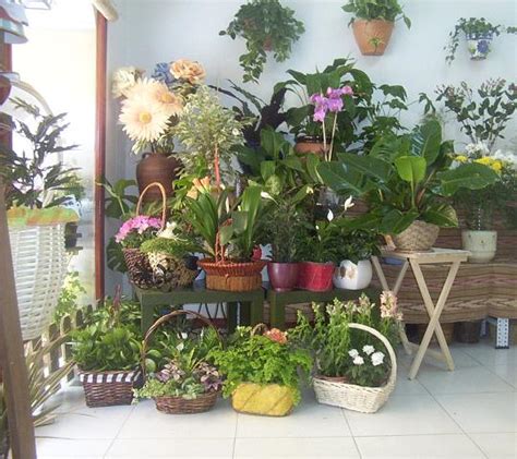Abonar plantas de interior