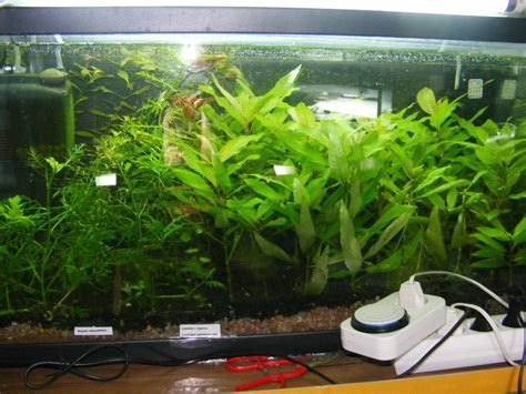 Abono para plantas acuáticas, casero o comprado | Plantas ...