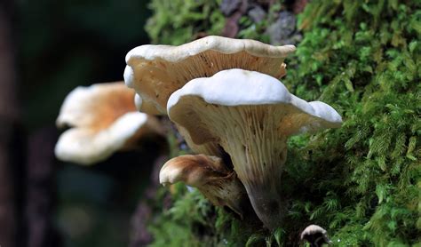 Aboriginal use of fungi   Australian Geographic