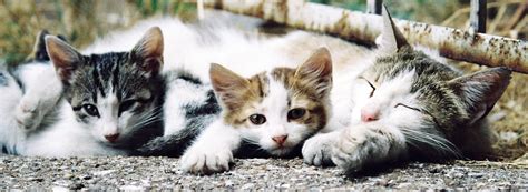 Abrigo traz esperança para gatos sem lar | Amigo Não se Compra