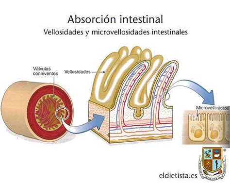 Absorción intestinal de nutrientes y lugares de absorción