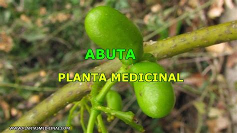 Abuta   Planta Medicinal   YouTube