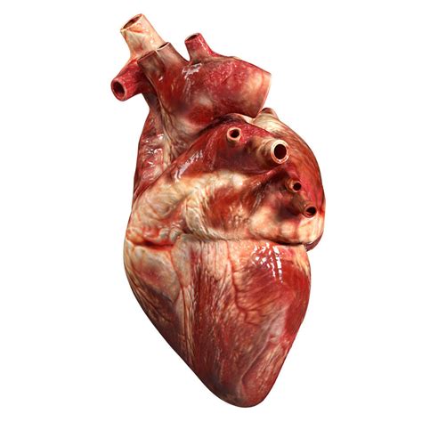Accurate human heart 3D Model OBJ 3DS FBX BLEND DAE MTL ...