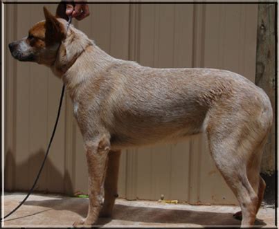 ACDs, Australian Cattle Dogs, Reference Page