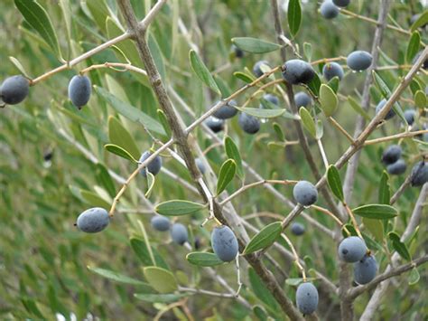 Acebuche: un olivo silvestre