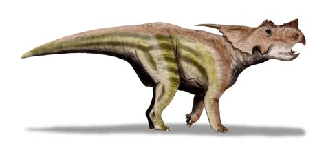 Achelousaurus horneri   Wikipedia, la enciclopedia libre