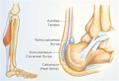 Achilles Tendon  Human Anatomy : Picture, Definition ...