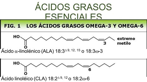 ÁCIDOS GRASOS OMEGA.   ppt video online download