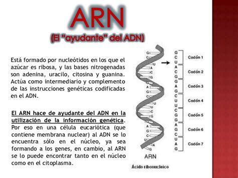 Ácidos Nucleicos: ADN y ARN