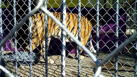 *ACTION ALERT 05.13.14* FREE Tony, the  Truck Stop Tiger ...