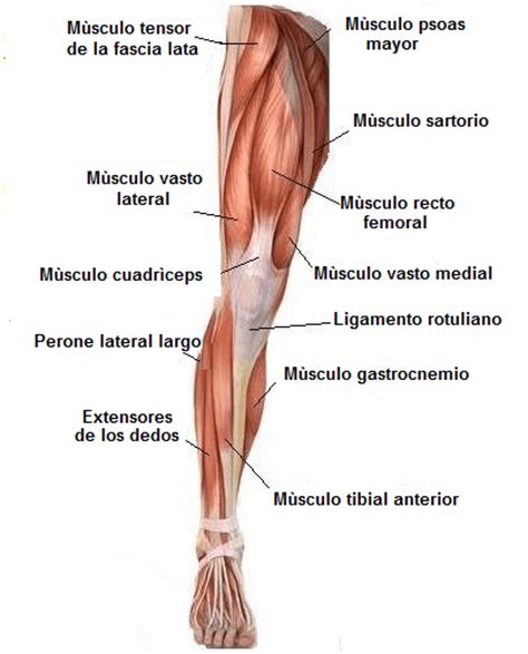 Actividad muscular de la rodilla en sentadilla ...