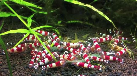 acuario con gambas caridinas shrimp crs y cbs crystal red ...