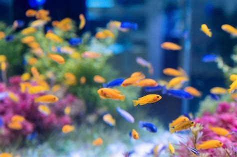 Acuario con peces naranjas y azules | Descargar Fotos gratis