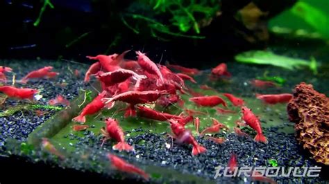 acuario de gambas neocaridinas shrimp red sakura rojas ...