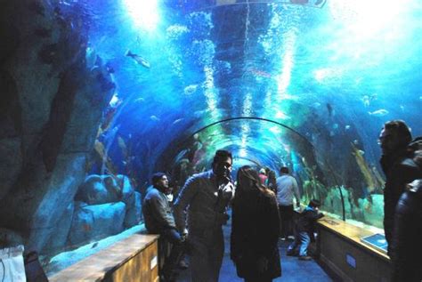 acuario de Valencia España   Foto di Aquarium de Valencia ...