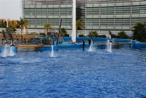 acuario de Valencia España   Picture of Aquarium de ...