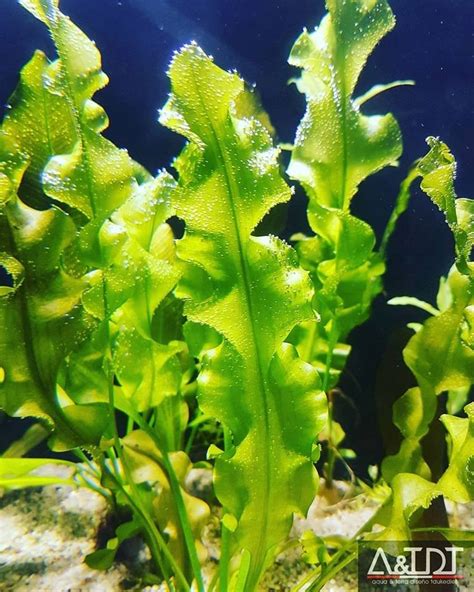 Acuario peces plantas Acuaticas  Cladophora Ball  alga ...