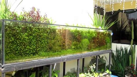 acuario plantado al sol, 900 litros.   YouTube