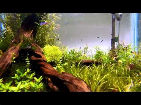 acuario Tropic Land   YouTube
