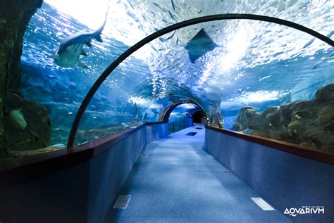 ACUARIOS | Aquarium Donostia San Sebastián