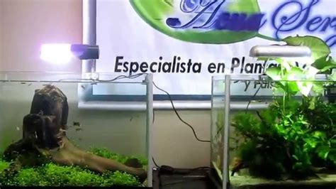 Acuarios Plantados y Paisajismo Acuatico ,exhibicion   YouTube