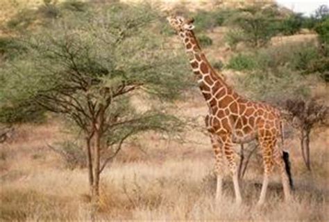 Adaptaciones físicas y comportamiento de una jirafa ...