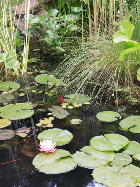 Adding Plants to Your Garden Pond | HGTV