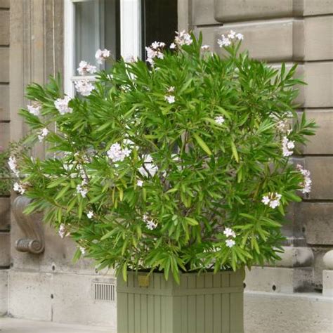 Adelfa blanca : venta Adelfa blanca / Nerium oleander alba