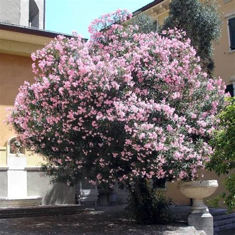 Adelfa rosa : venta Adelfa rosa / Nerium oleander rosea
