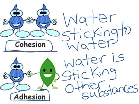 Adhesion and cohesion | Science, Hydrology Unit | ShowMe