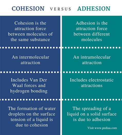 Adhesion And Cohesion | www.pixshark.com   Images ...